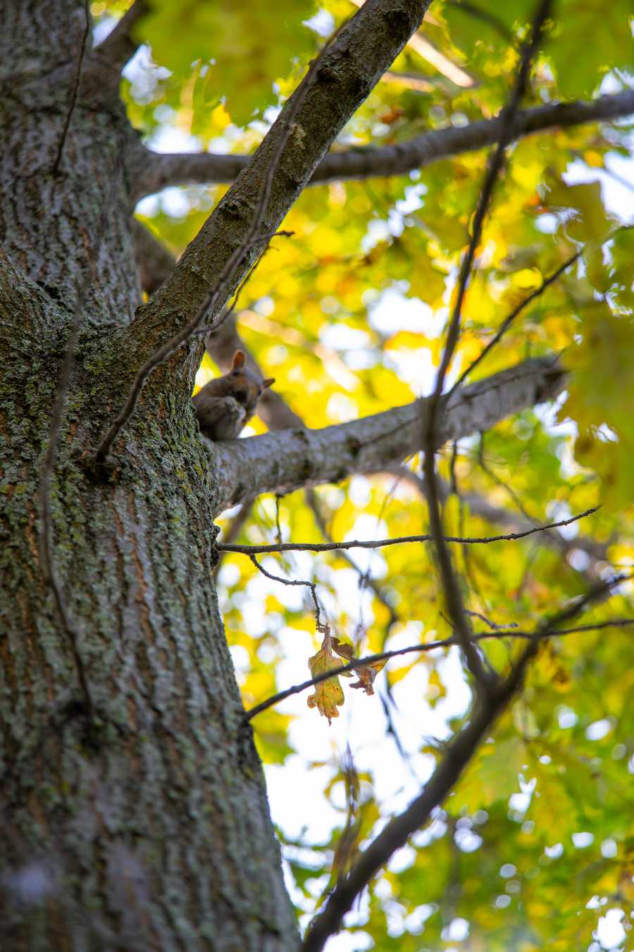 front squirrel