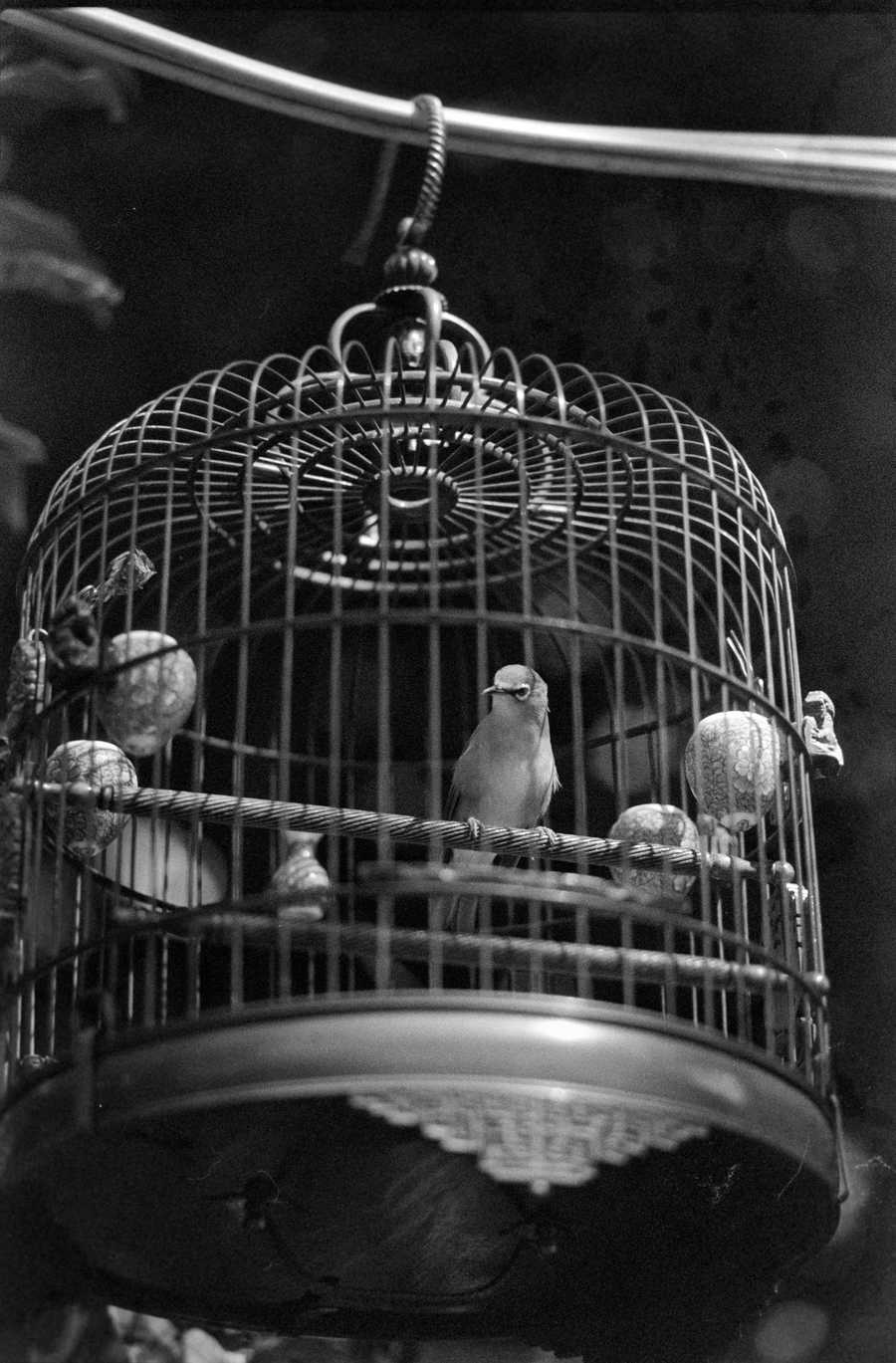 bird