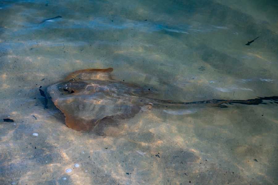 Stingray