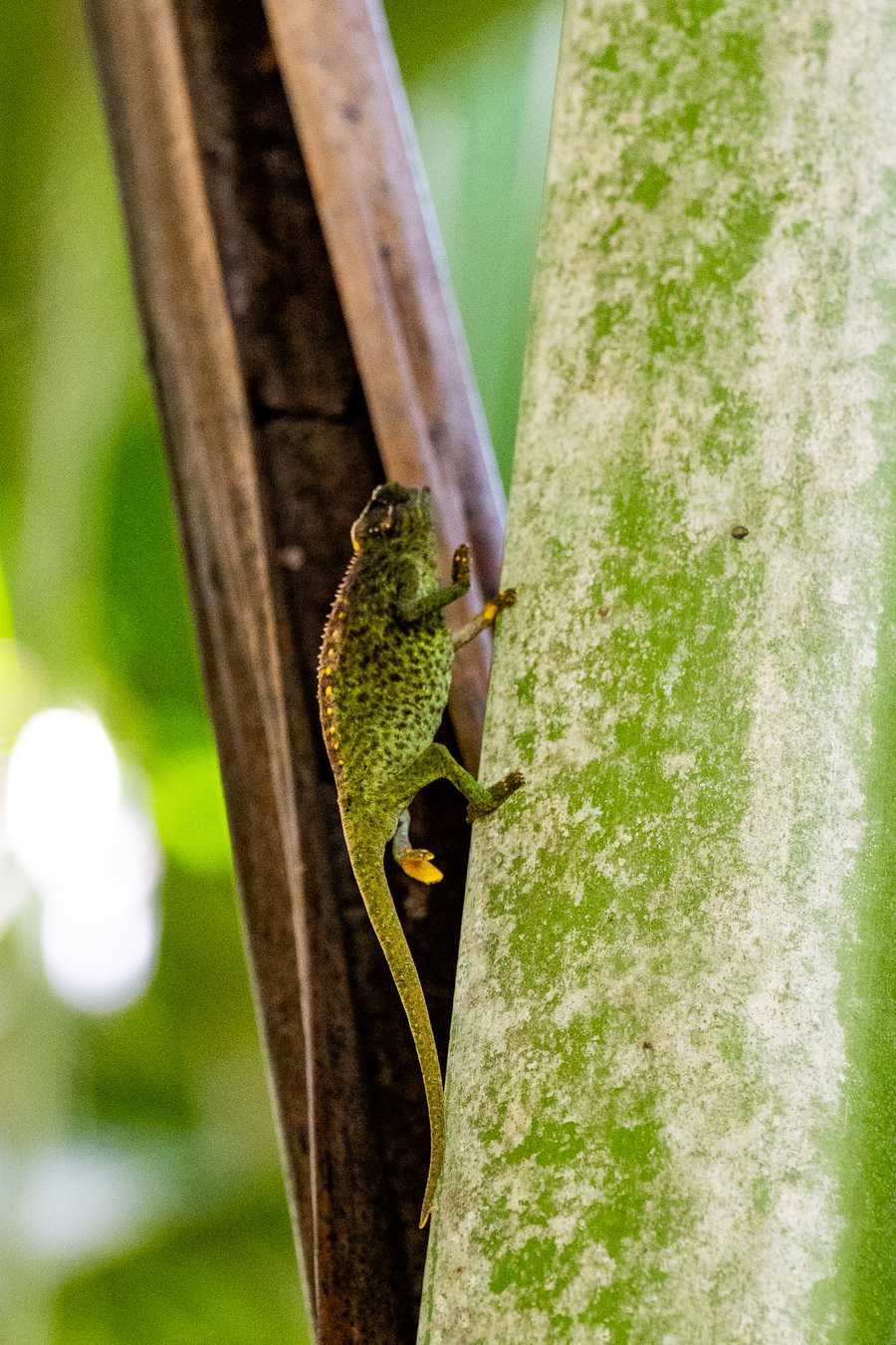 Chameleon