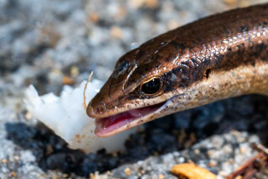 Skinks