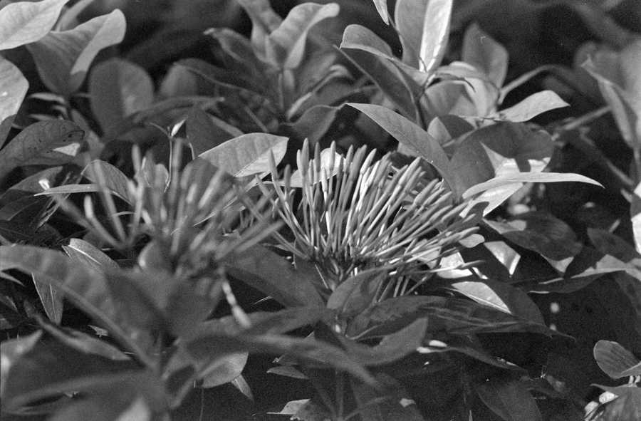 closeup