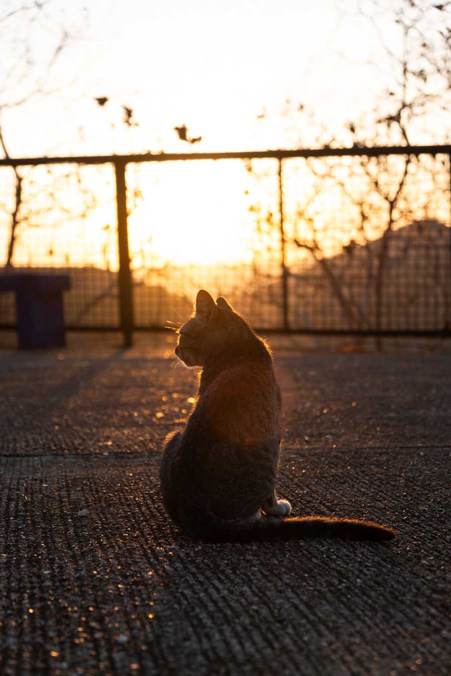 sunrise cat