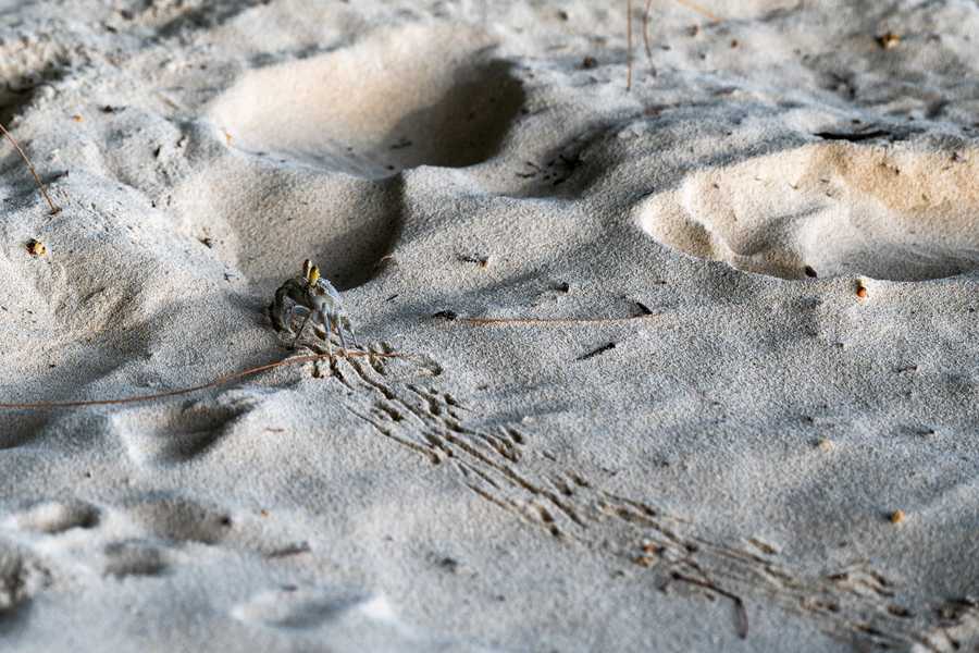 crab rave with a single crab