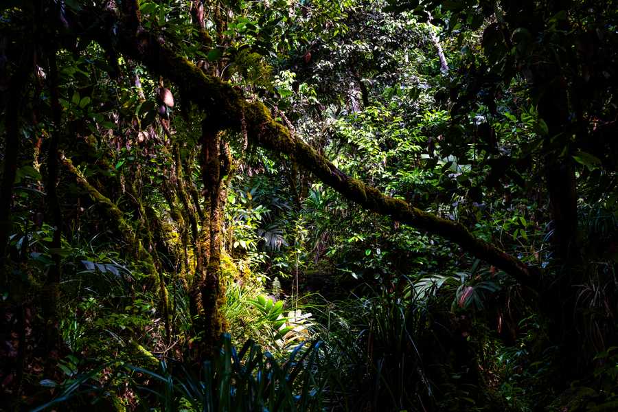 Jungle
