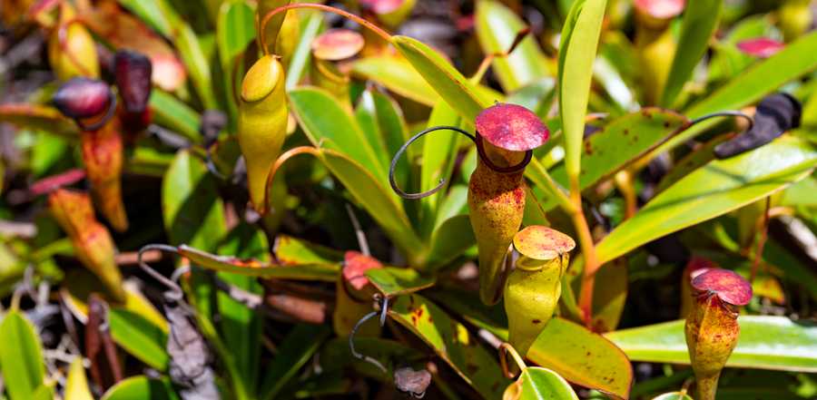 Pitcher plants