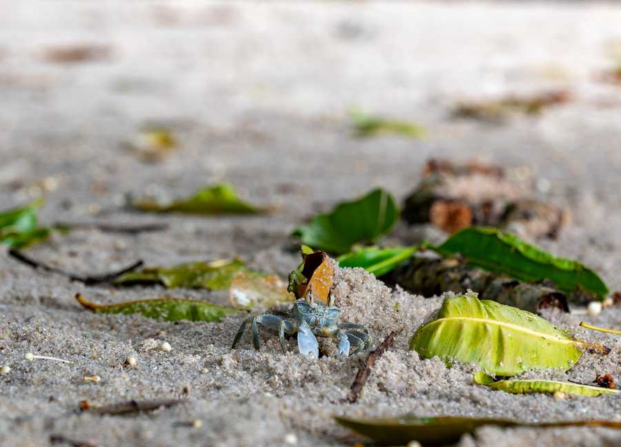 Crab