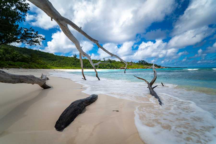 Anse Cocos Dead Trees