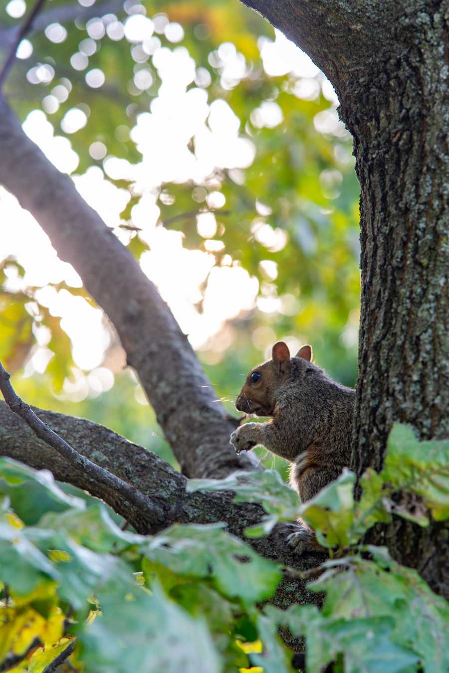 side squirrel