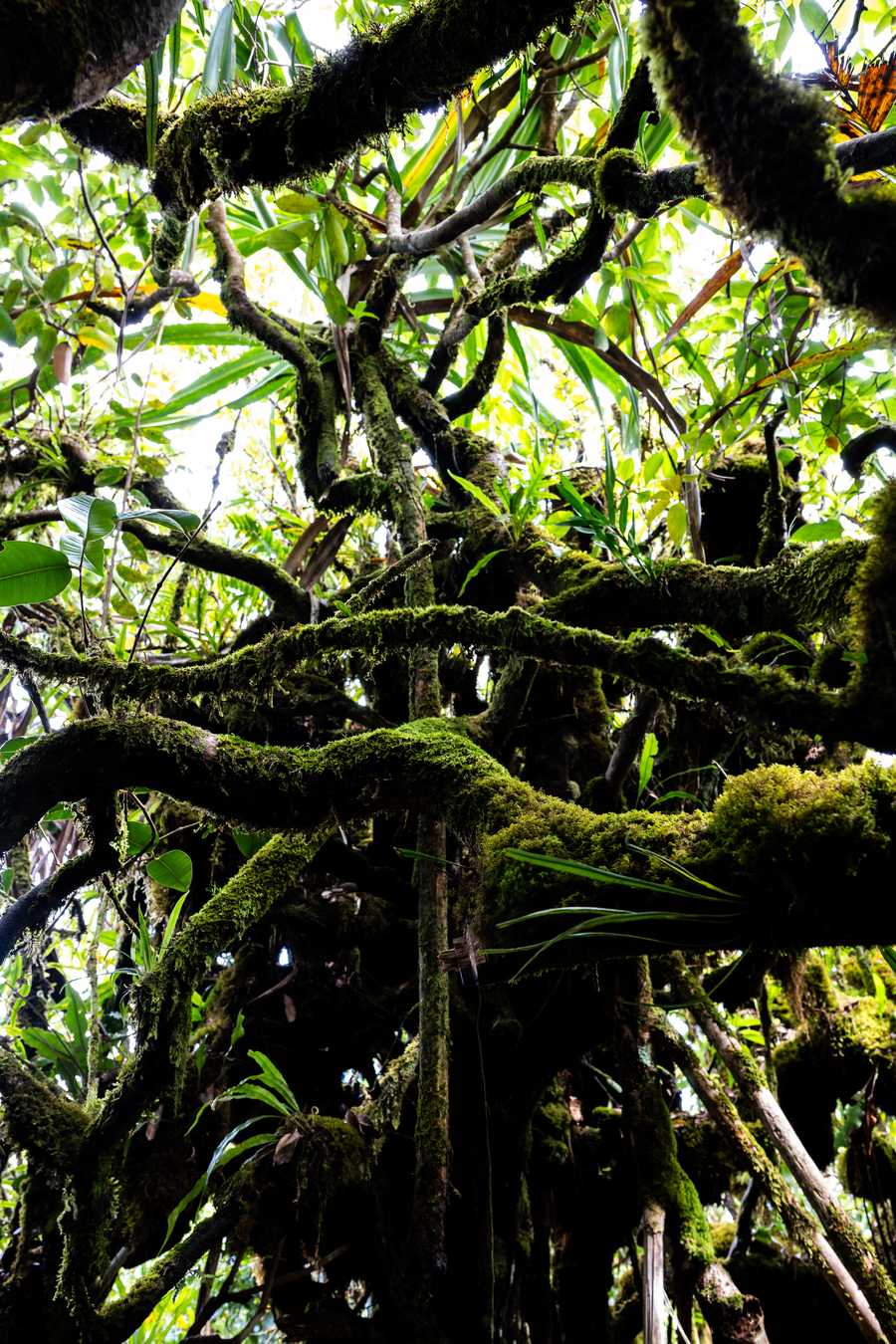 Jungle