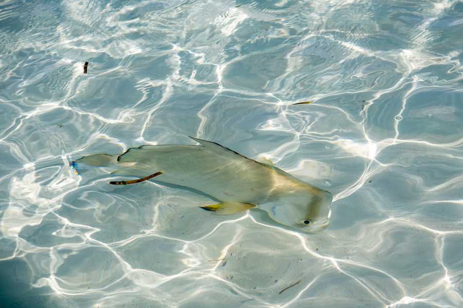 Fish at Anse Source d'Argent