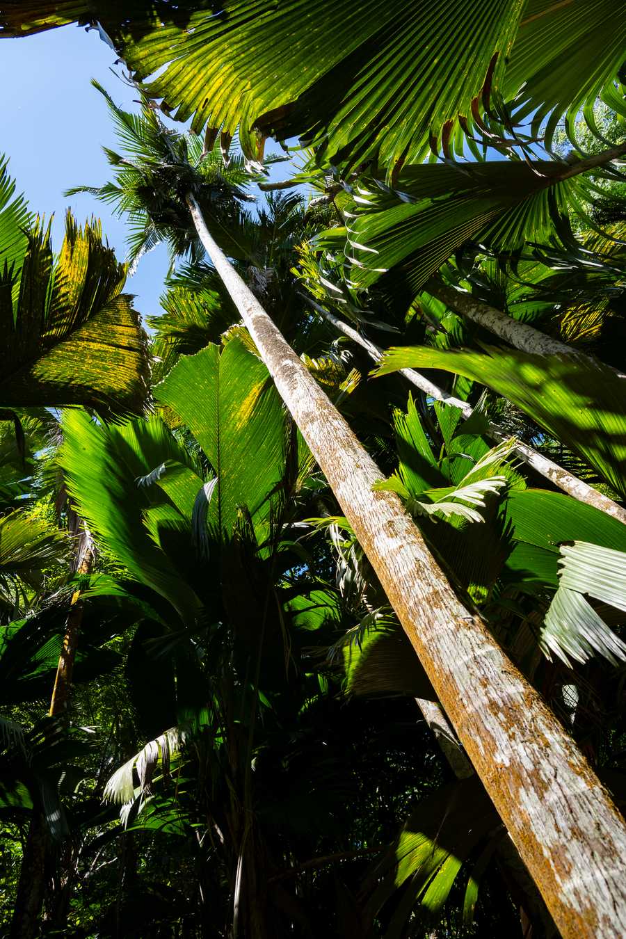 very tall palm