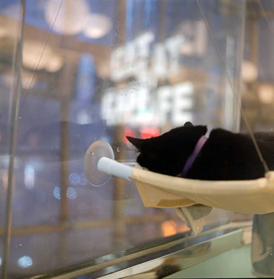 catcafe