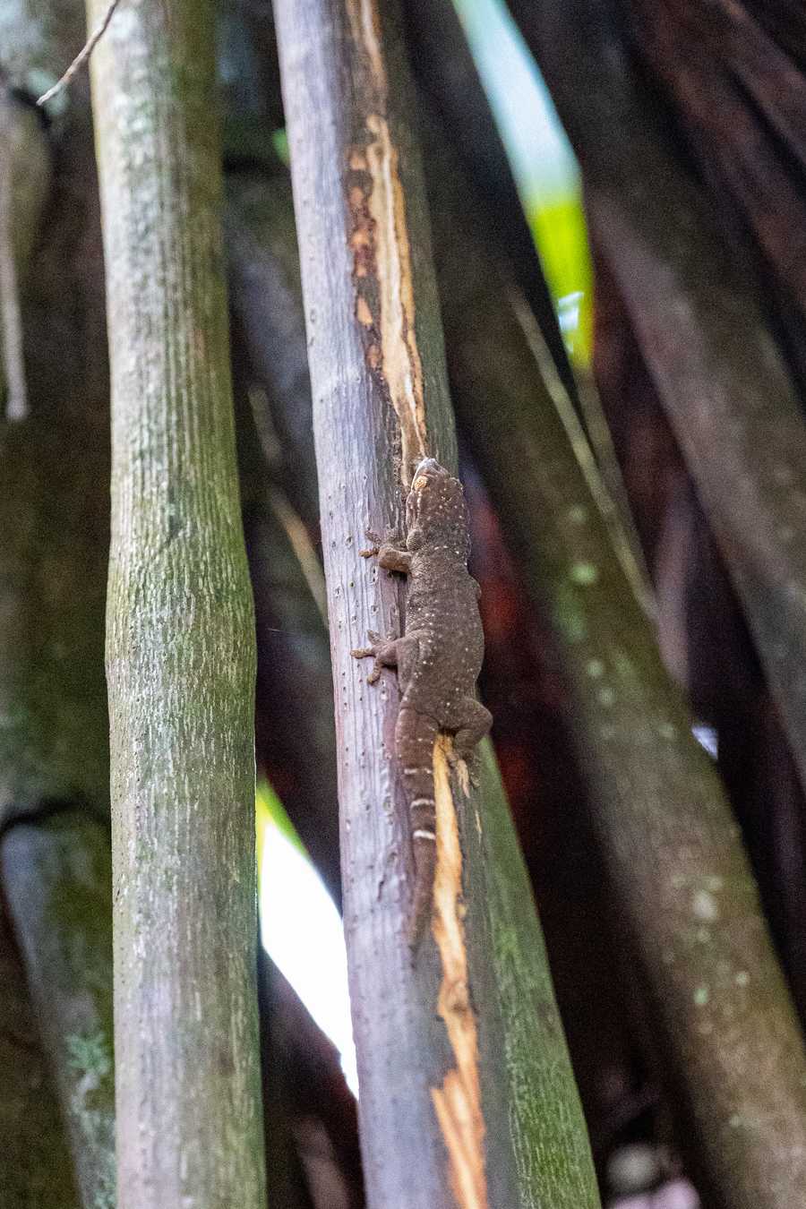 Black gecko