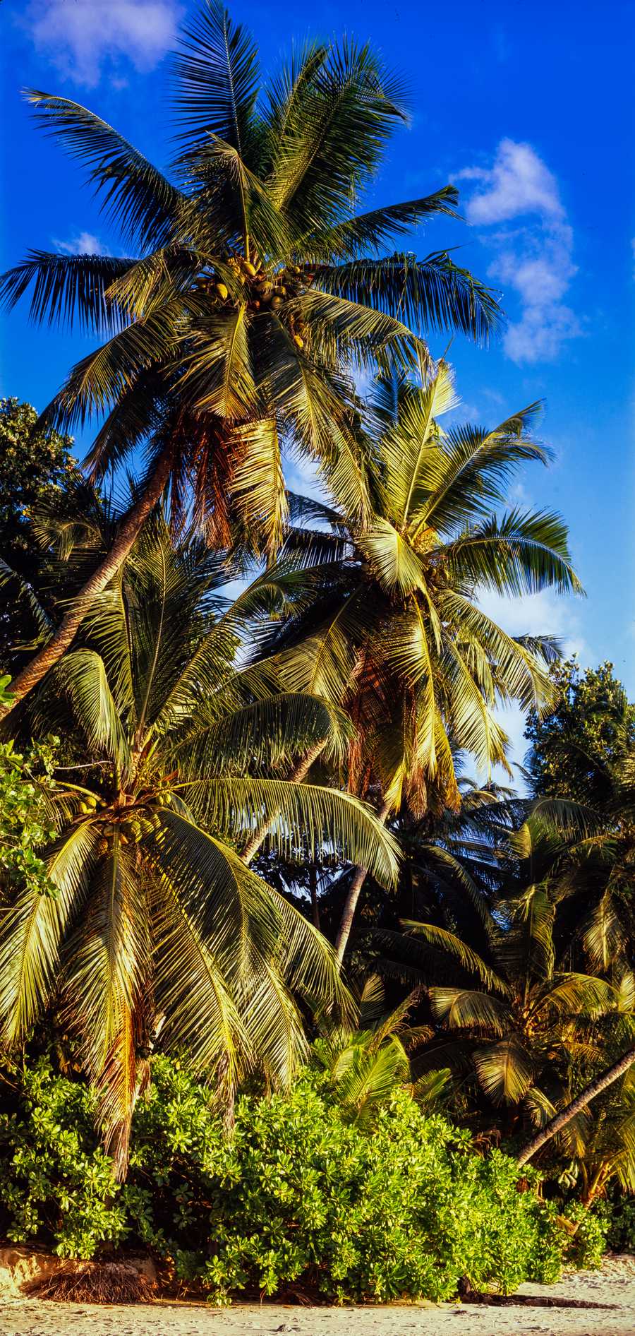 Coconuts at Anse Soleil