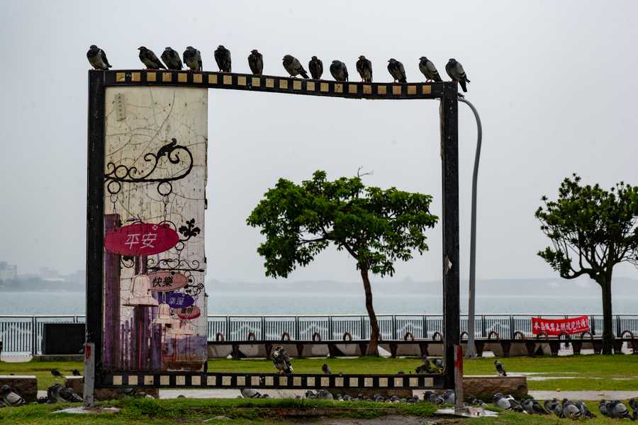 Birds
